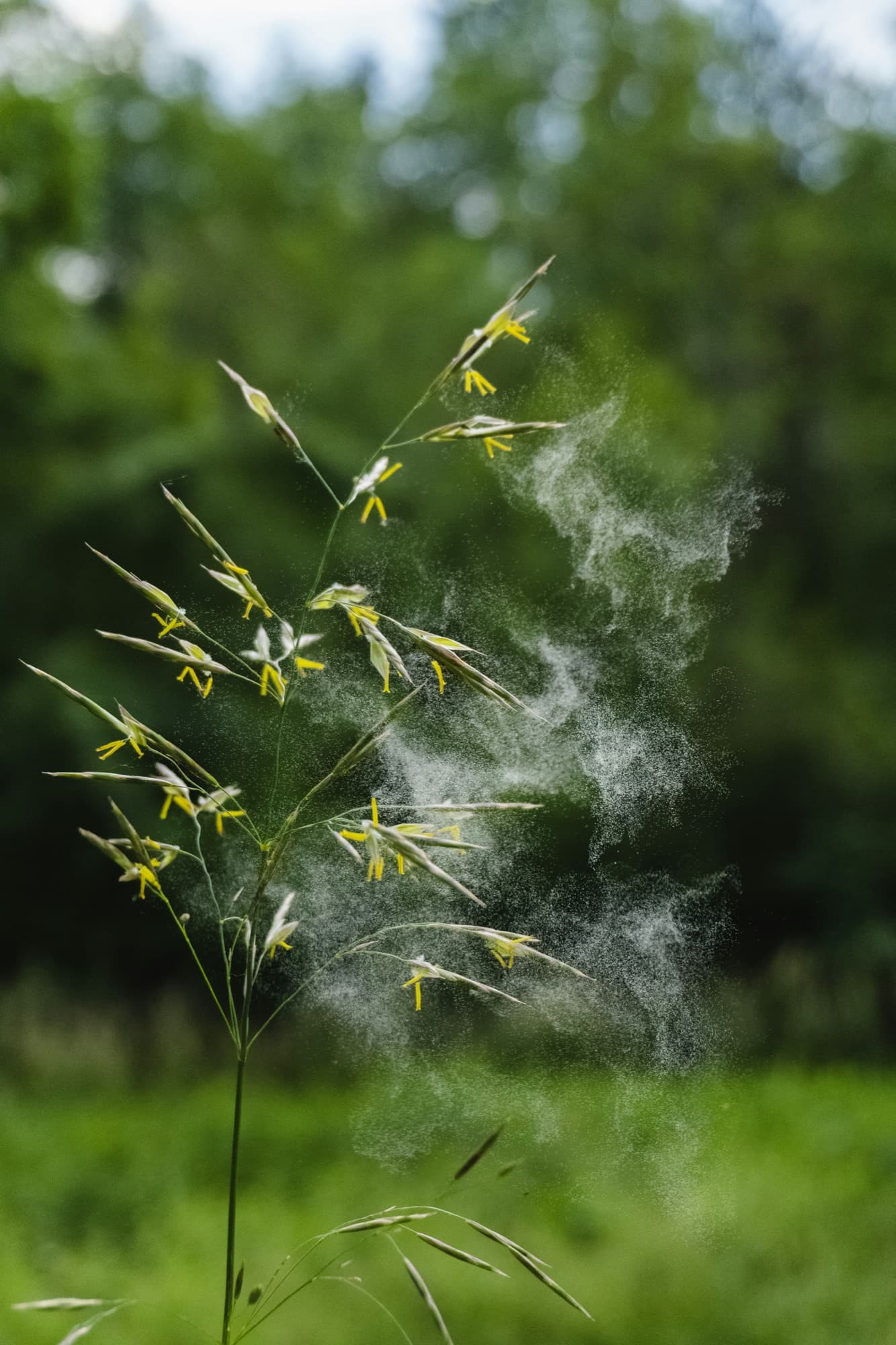Grass stem releasing a cloud of pollen into summer air