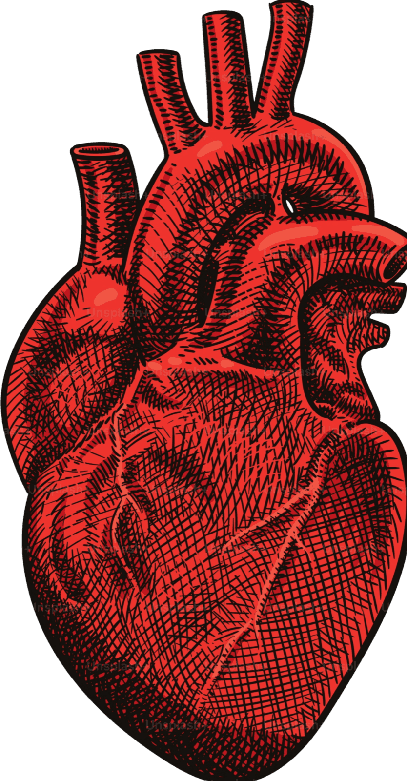 Anatomical heart illustration