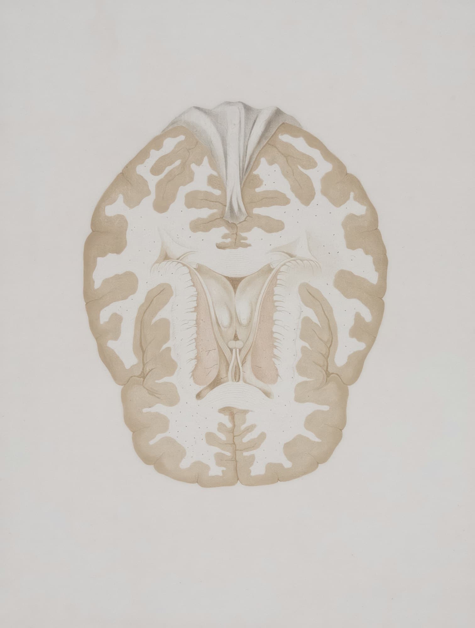 Vintage anatomical illustration of a cross-section of the brain