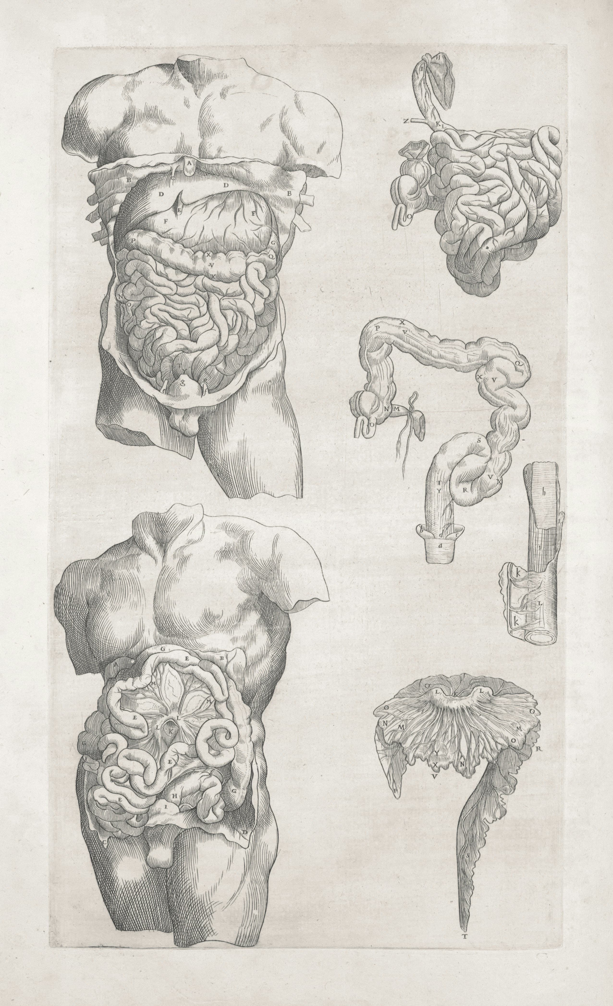 Vintage anatomical illustration of the digestive system