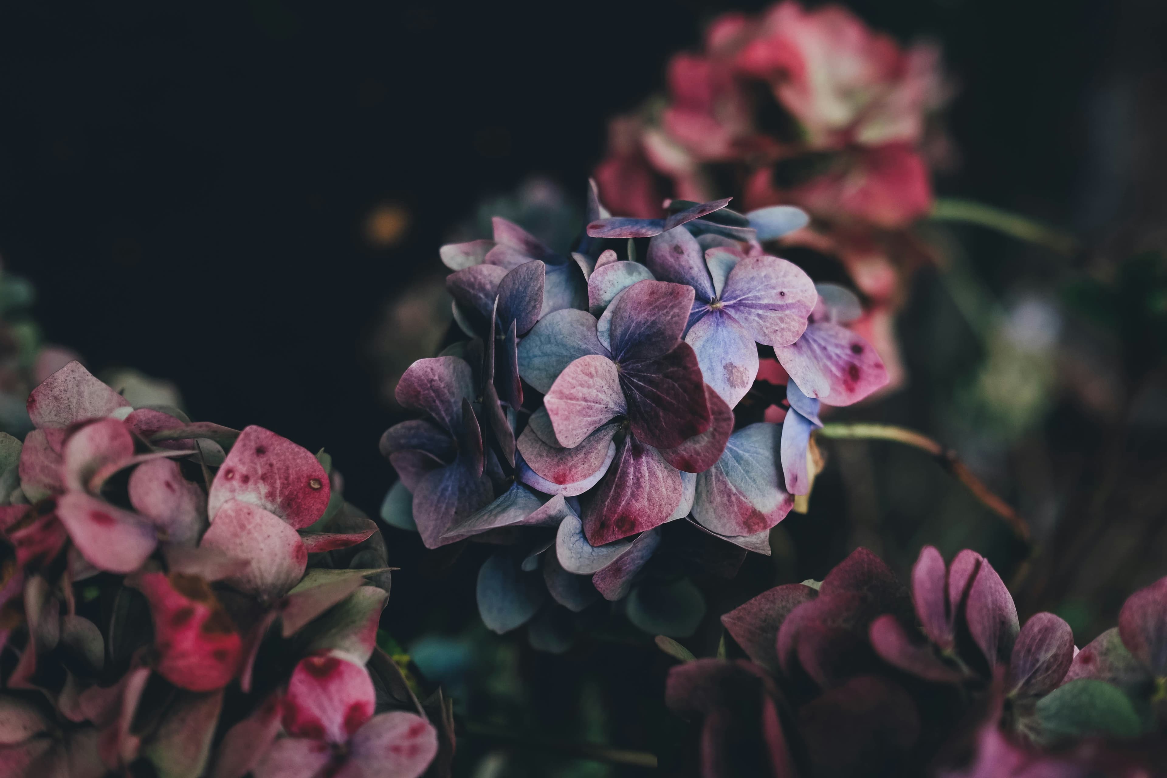 Dark hydrangea petals at the close of bloom, deep purples and rose