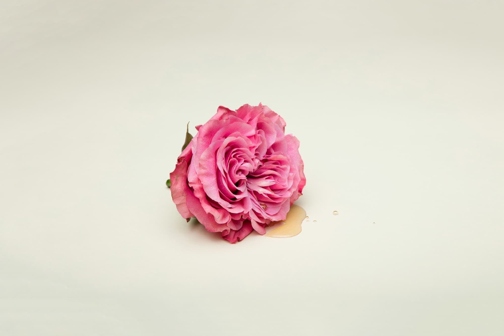 Pink rose resting on a white surface with a small puddle of liquid