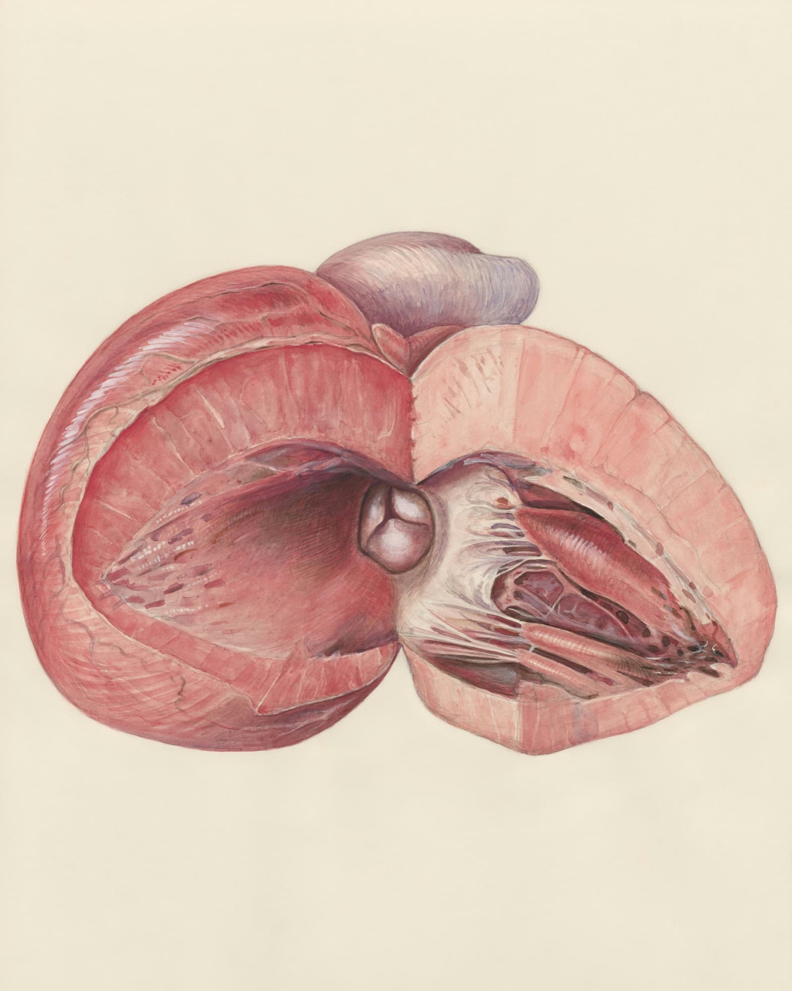 Vintage anatomical illustration of the heart in cross-section