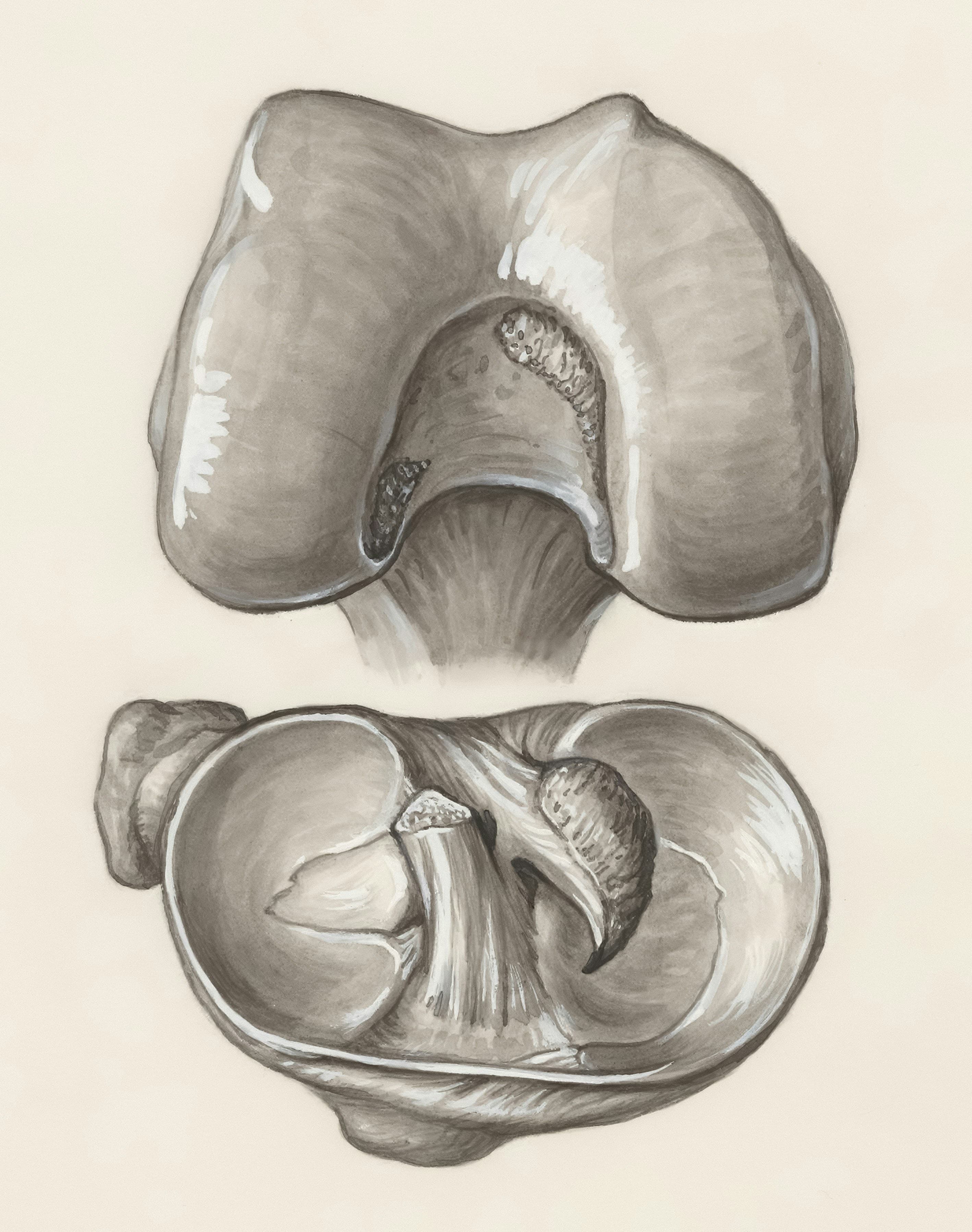 Vintage anatomical illustration of the thyroid gland