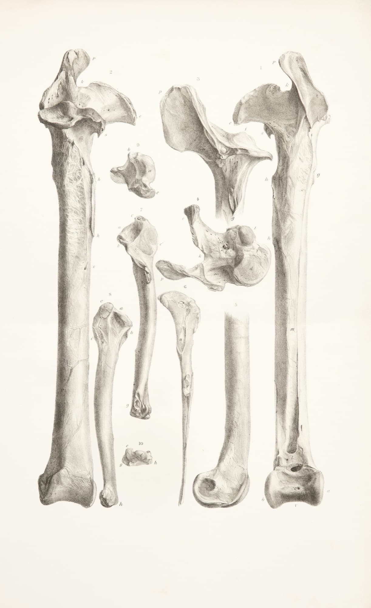 Vintage anatomical illustration of leg bones
