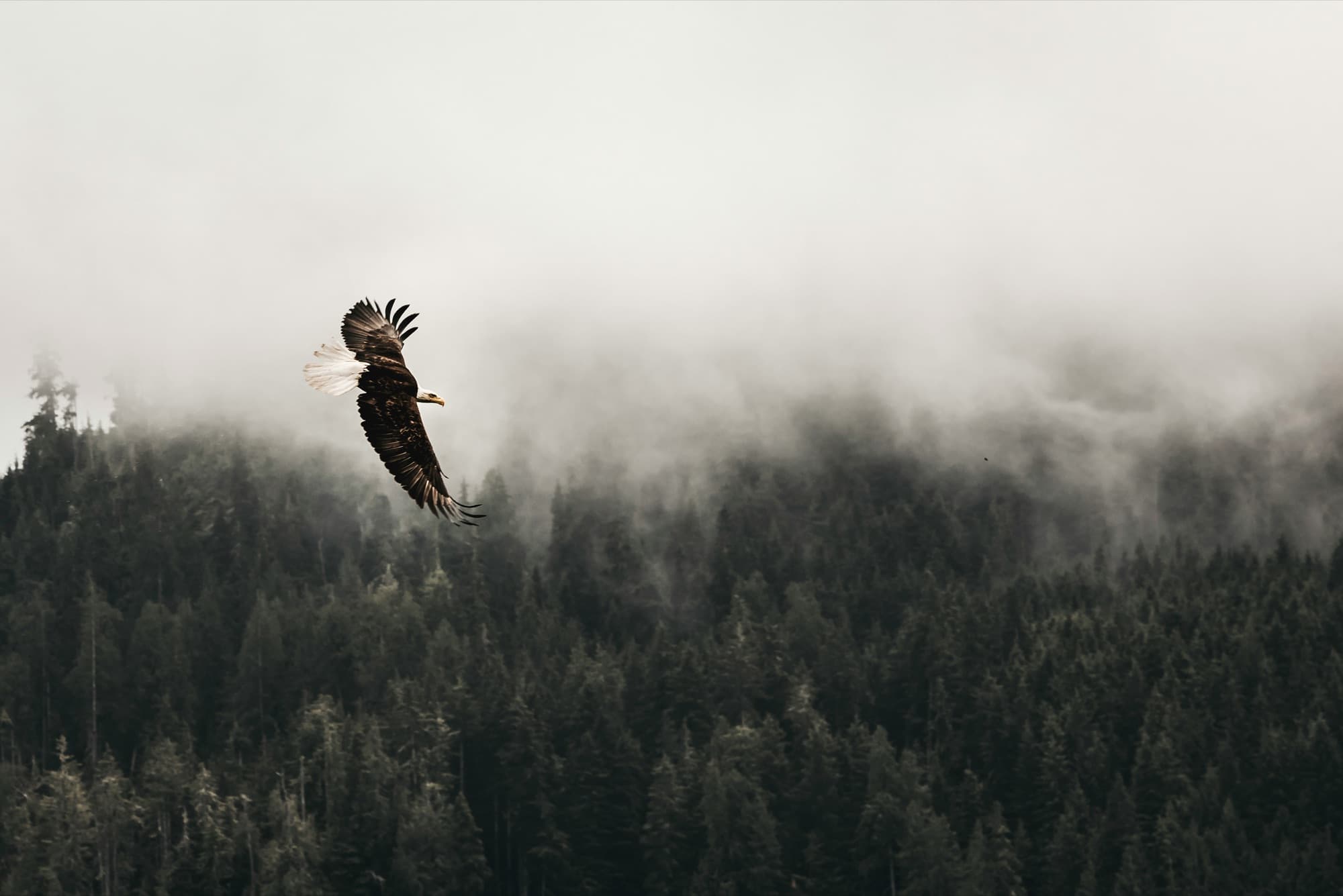 Bald eagle soaring over a misty Pacific Northwest forest