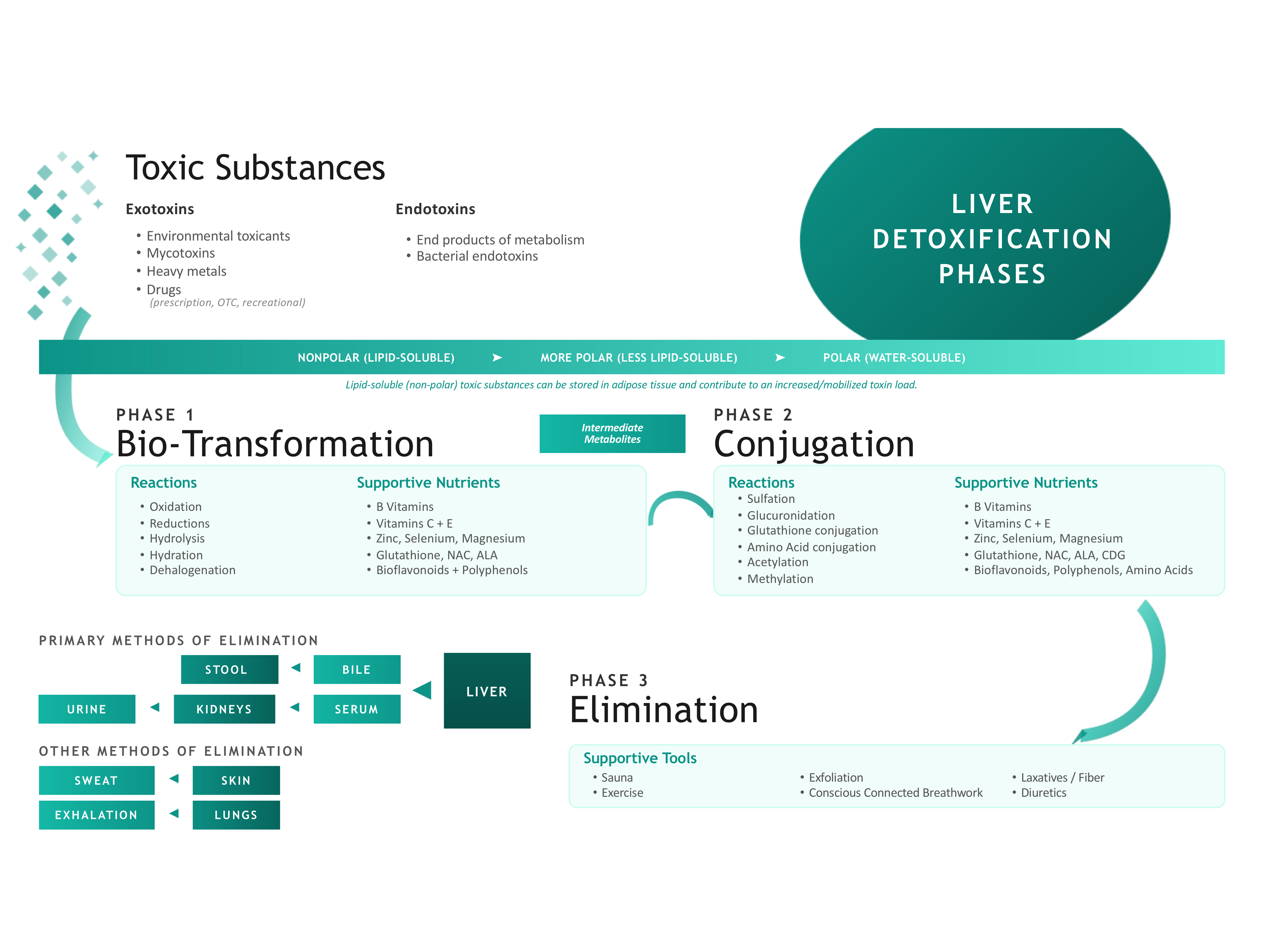 Liver detoxification phases diagram showing Phase 1 Bio-Transformation, Phase 2 Conjugation, and Phase 3 Elimination through the body's emunctories